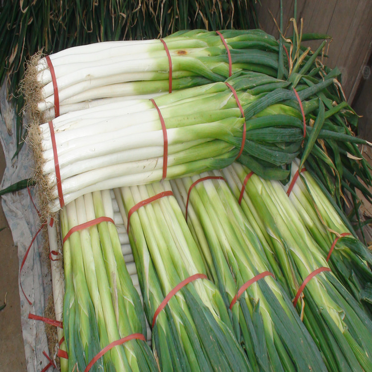供应大葱捆装大葱质量保证蔬菜大葱