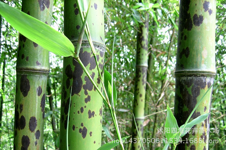 批发优质观赏竹苗 斑竹 湘妃竹 园林绿化工程用竹子 四季种植竹子