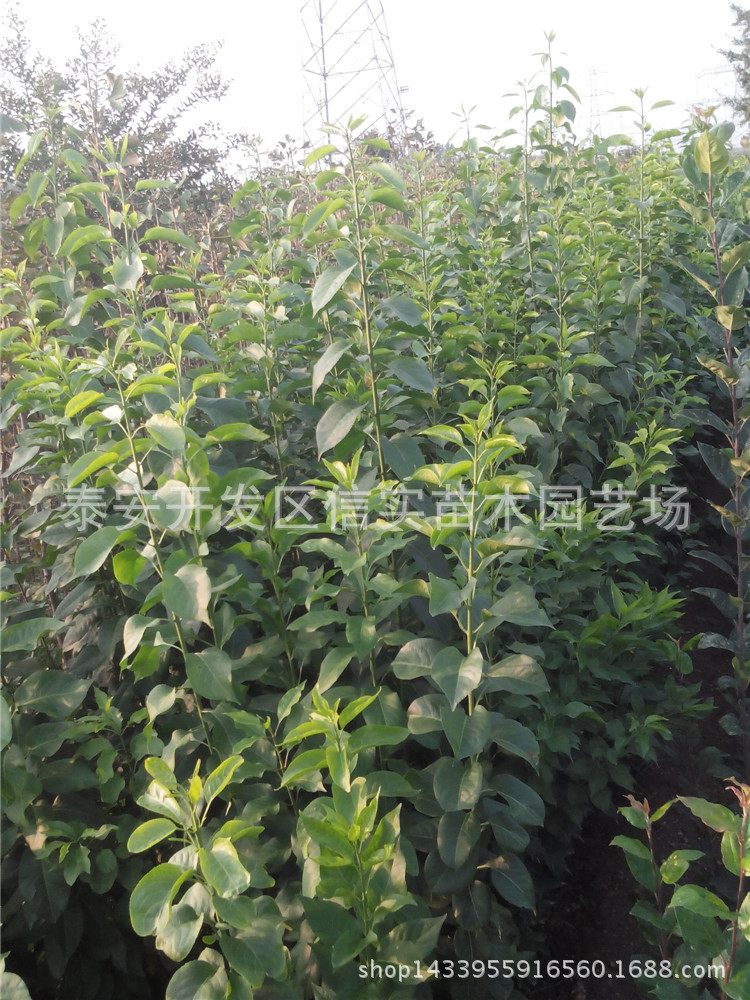 批发花卉盆景图片