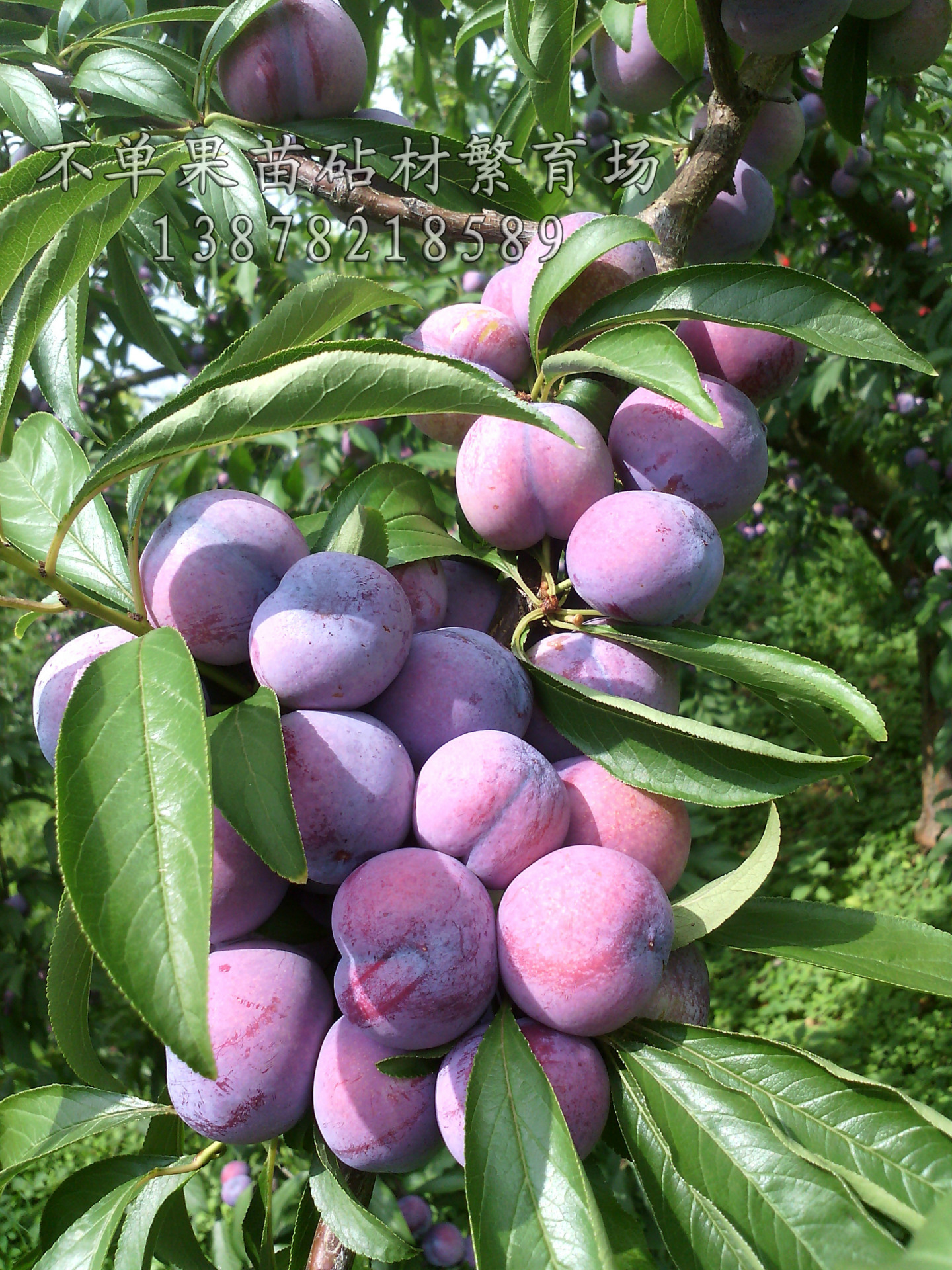 不单果苗 珍珠李子小苗,高产李子小苗批发,珍珠李子小苗价格