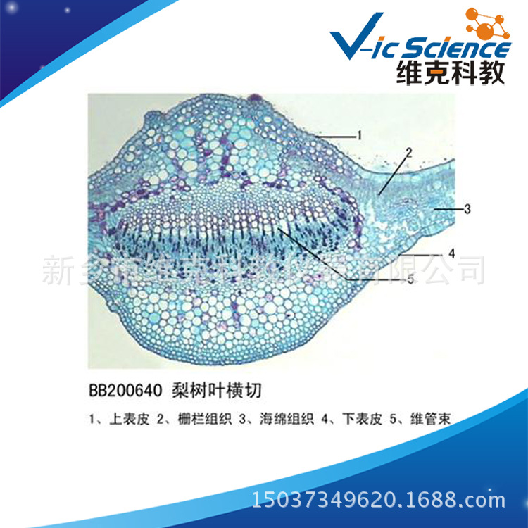 梨树叶横切生物切片植物类装片叶及叶的变态显微镜玻片