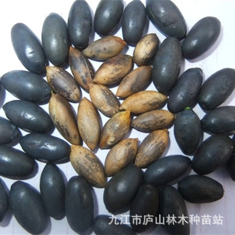 站现货供应入库种籽: 青钱柳种子,紫楠种子,小叶桢楠种子,闽楠种子