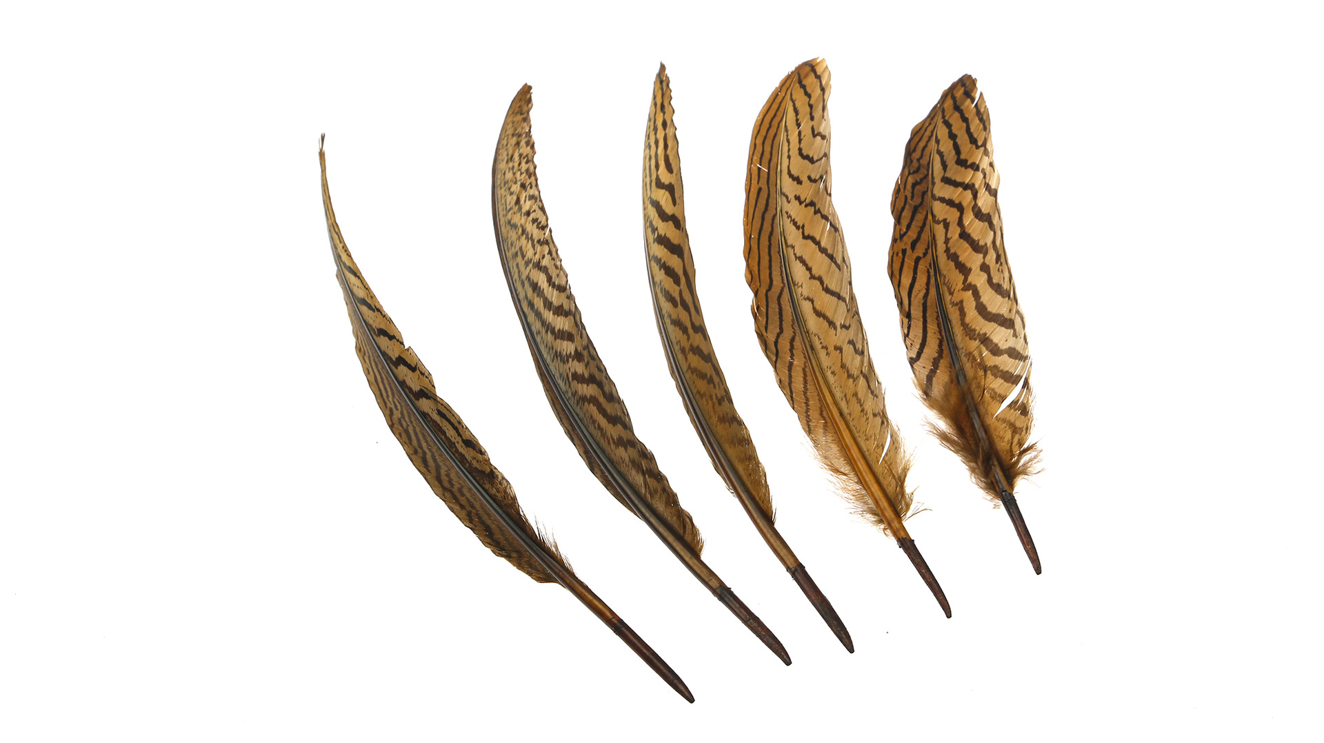 彩色鸵鸟羽毛 精密羽毛 高质量鸵鸟毛 厂家直销 低价促销 - 纺织材料