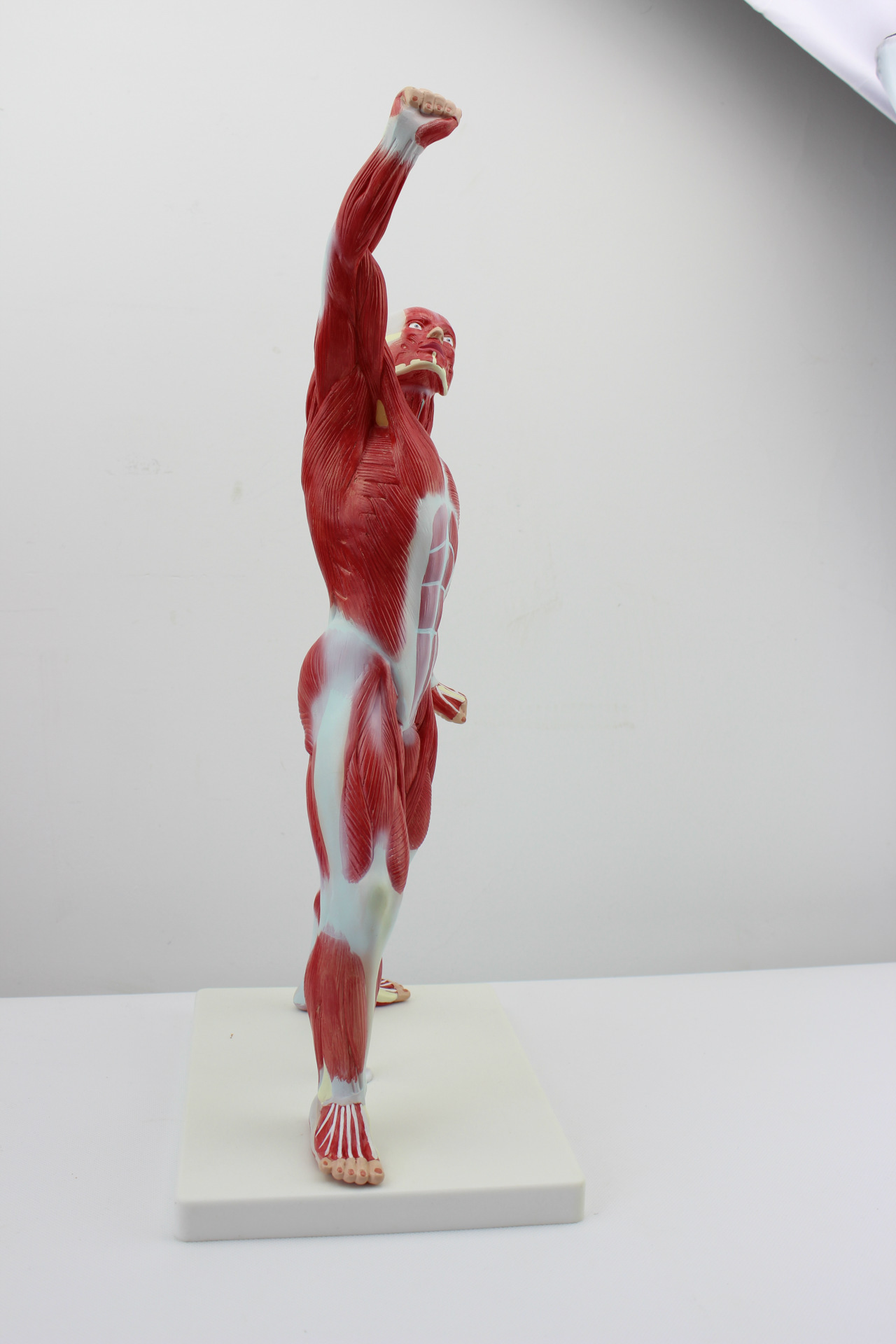 人体全身肌肉解剖模型人体浅层肌肉解剖肌肉人模型人体肌肉躯干