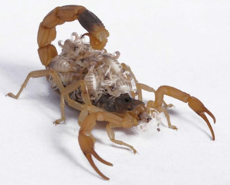 森冉生物 全蝎提取物 蝎子提取物 全蝎提取物 提取原料粉