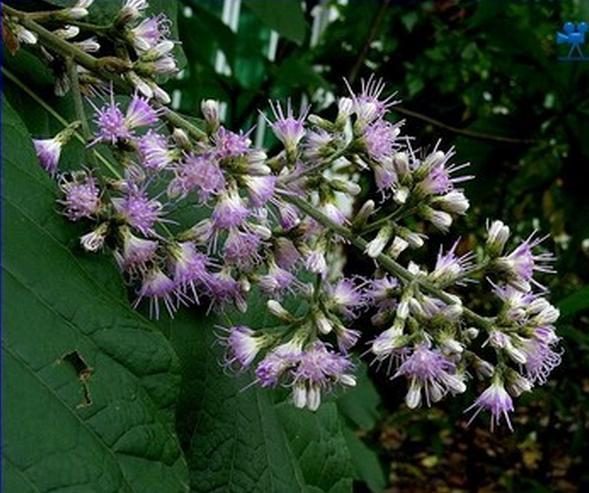 鸡菊花提取物 斑鸠菊提取物 10:1 森冉生物