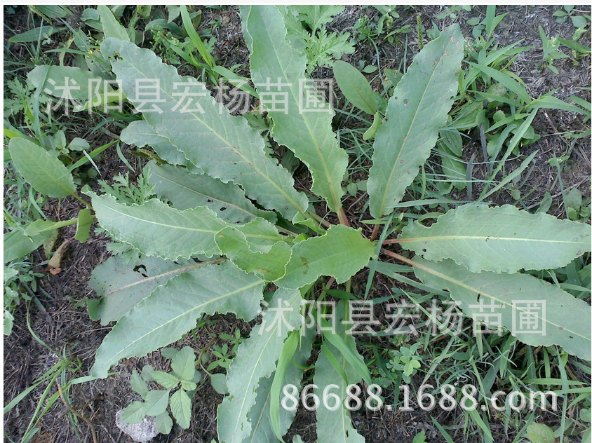 大黄种子马蹄种子中药材种子 发芽率高