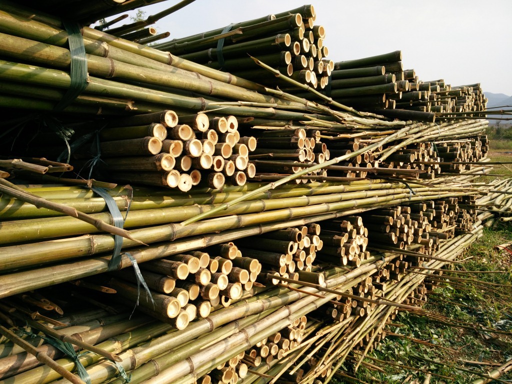 现货批发天然竹竿竹条原竹青皮制品多用高档青皮竹竿大棚竹竿