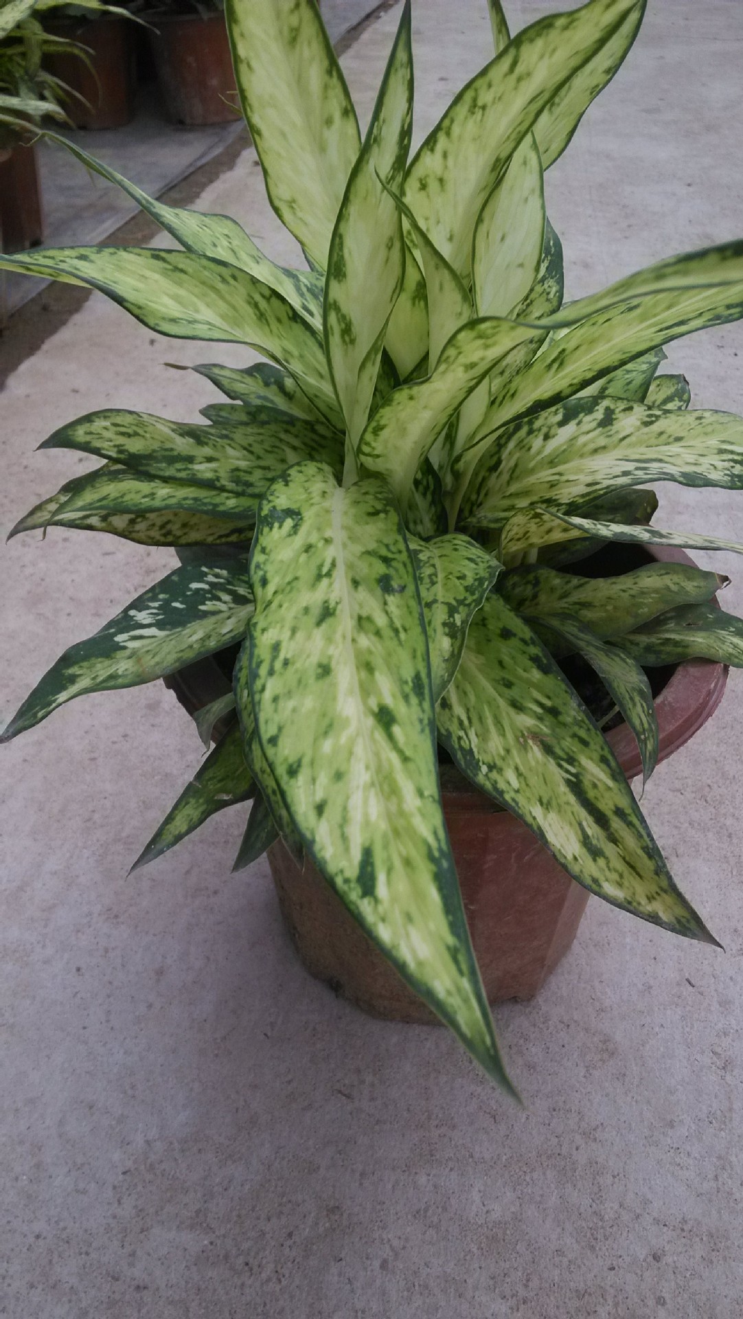 银皇后 银后万年青 银后粗肋草 银后亮丝草 美化室内办公室