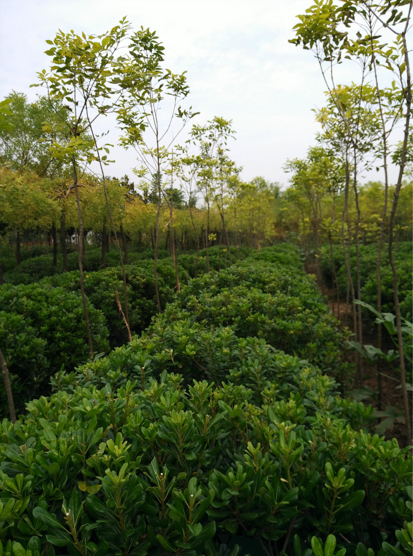 河南鄢陵佳壮大量供应精品实心冠幅118米四季常青精品海桐球