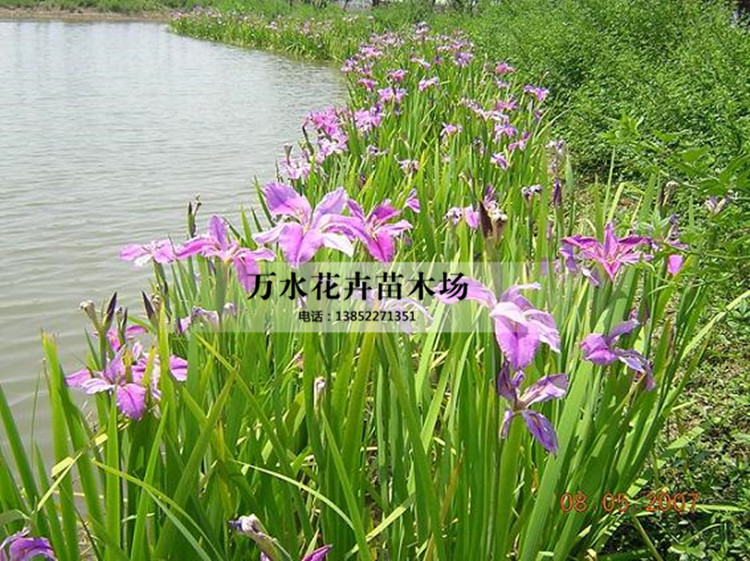 西伯利亚鸢尾水生鸢尾常绿鸢尾湿地种植黄菖蒲再力花梭鱼草