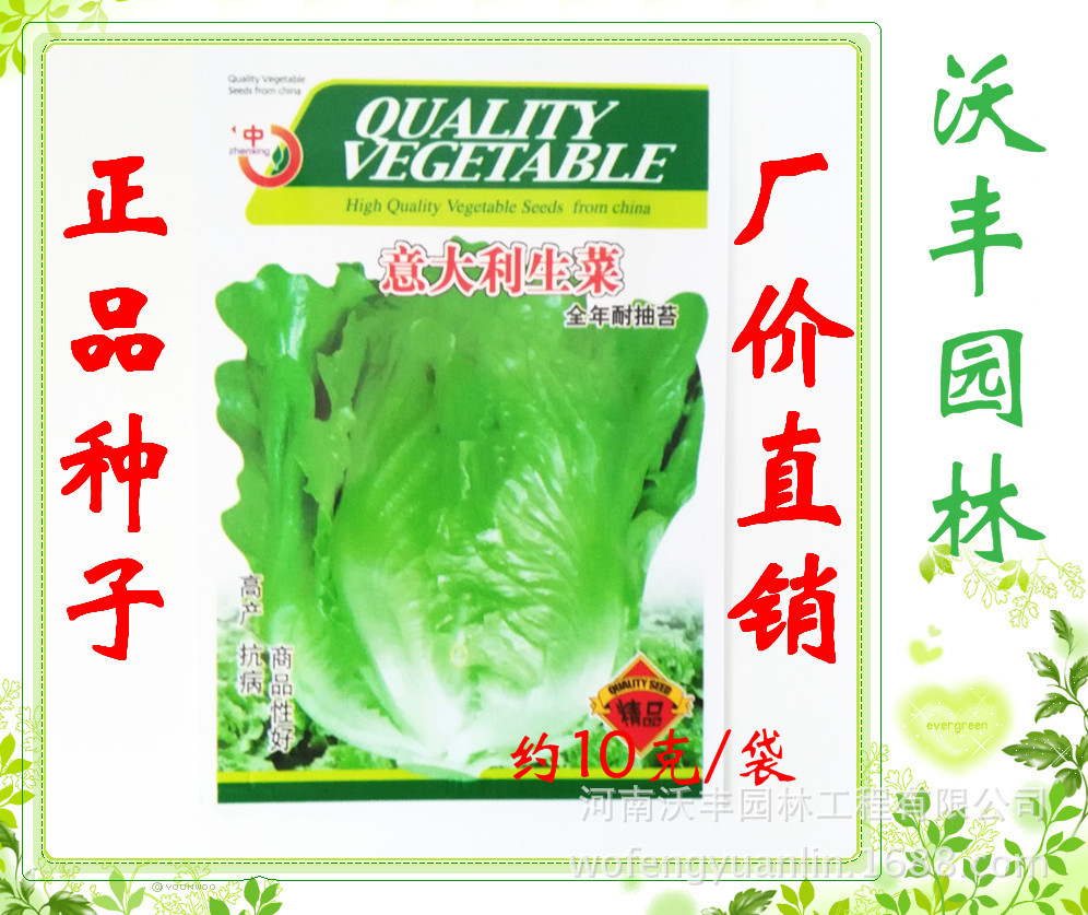 生菜种子 意大利生菜 家庭菜园生菜种子 约10克/袋精装
