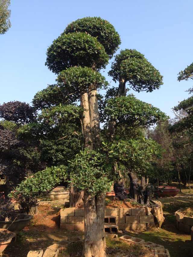 椤木石楠 景观树 园林庭院树 绿化苗木 欢迎来电咨询