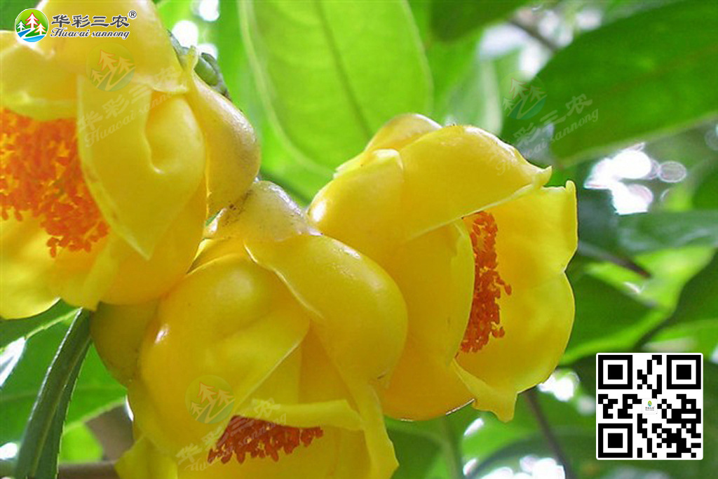 四季金花茶-茶花盲蝽象的症状与防治方法