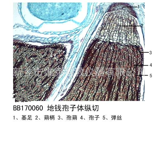 地钱雄器托纵切手绘图图片