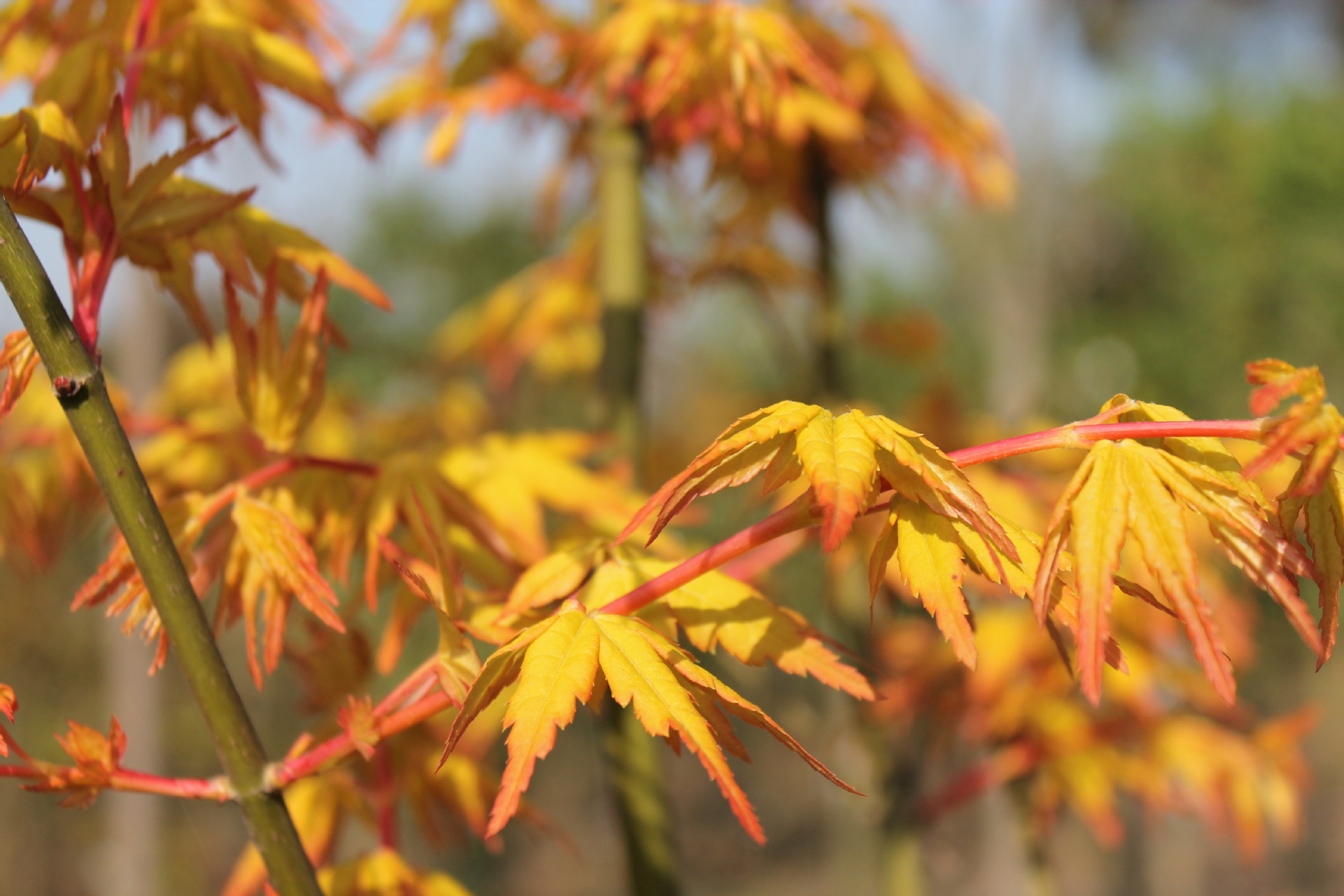 出售嫁接日本红枫橙之梦 又名黄金枫 彩色叶