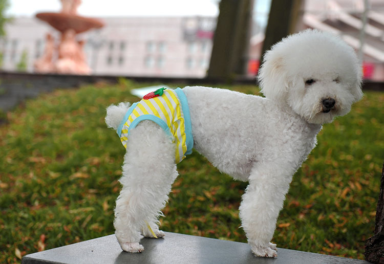 泰迪小狗安全裤母狗发情内裤狗月经裤防骚扰安全裤狗狗宠物生理裤