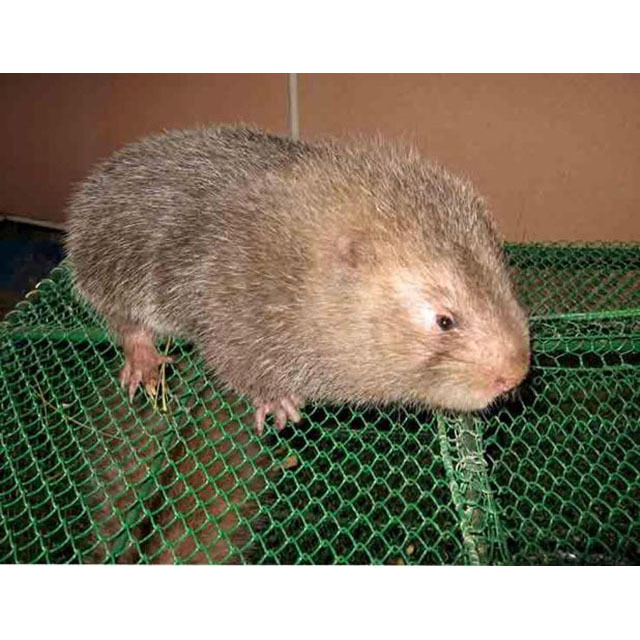 专食甜竹的银星竹狸