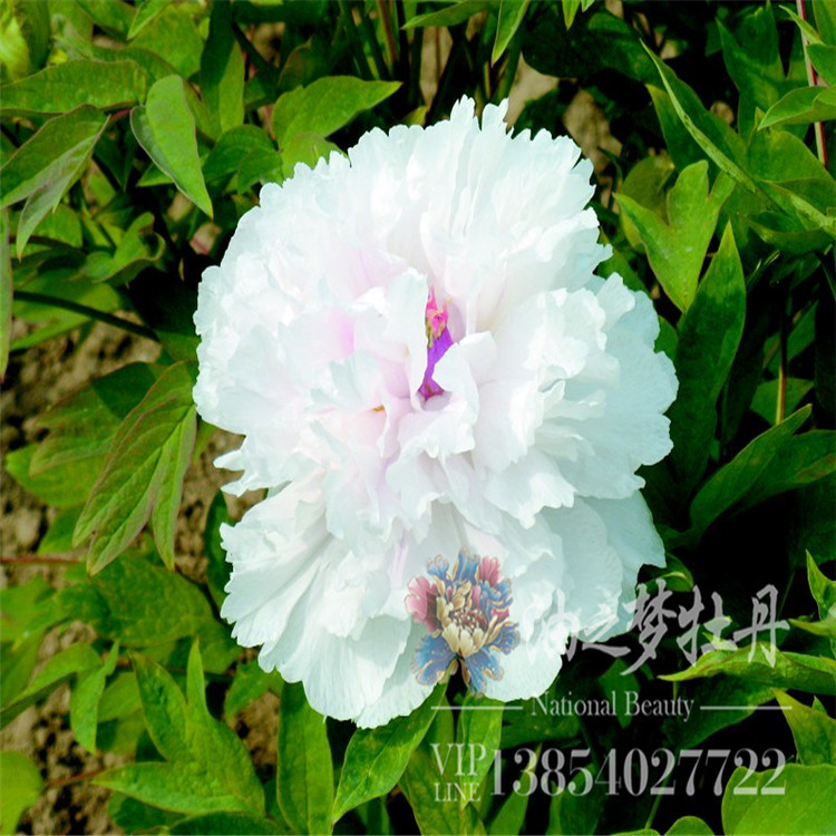 牡丹花苗 金玉交章菏泽油之梦牡丹批发工程用种苗 牡丹切花