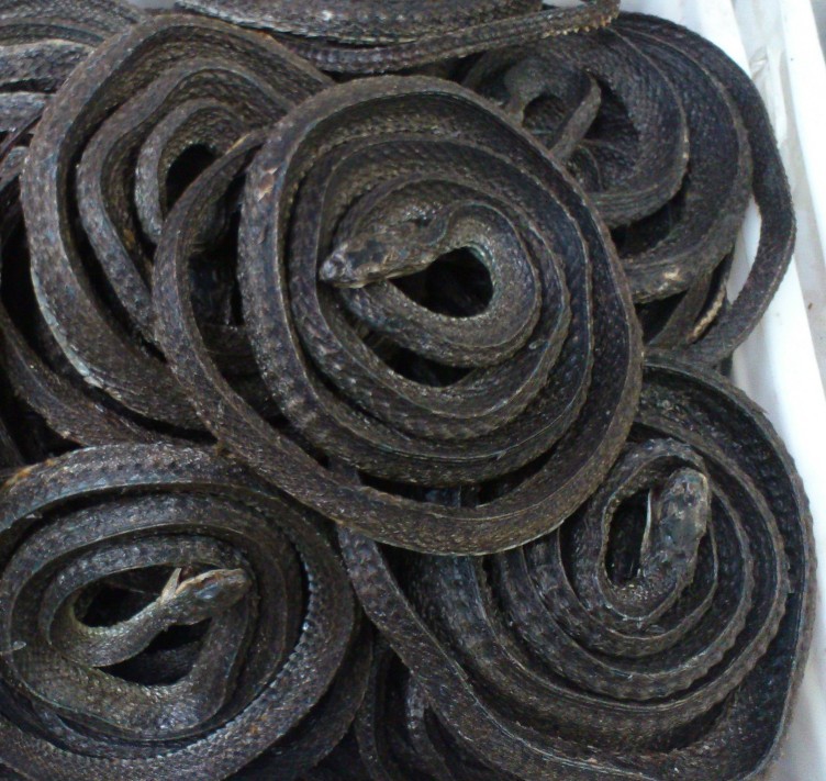 批发中药材蜈蚣各种规格长度15cm长自产自销100条一件