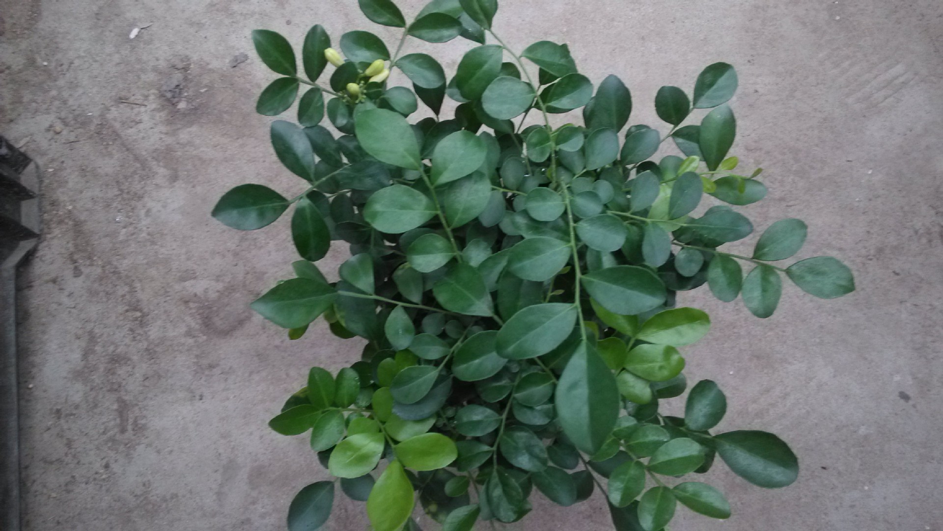 基地直销 九里香 迷你盆栽 110a杯 优惠酬宾