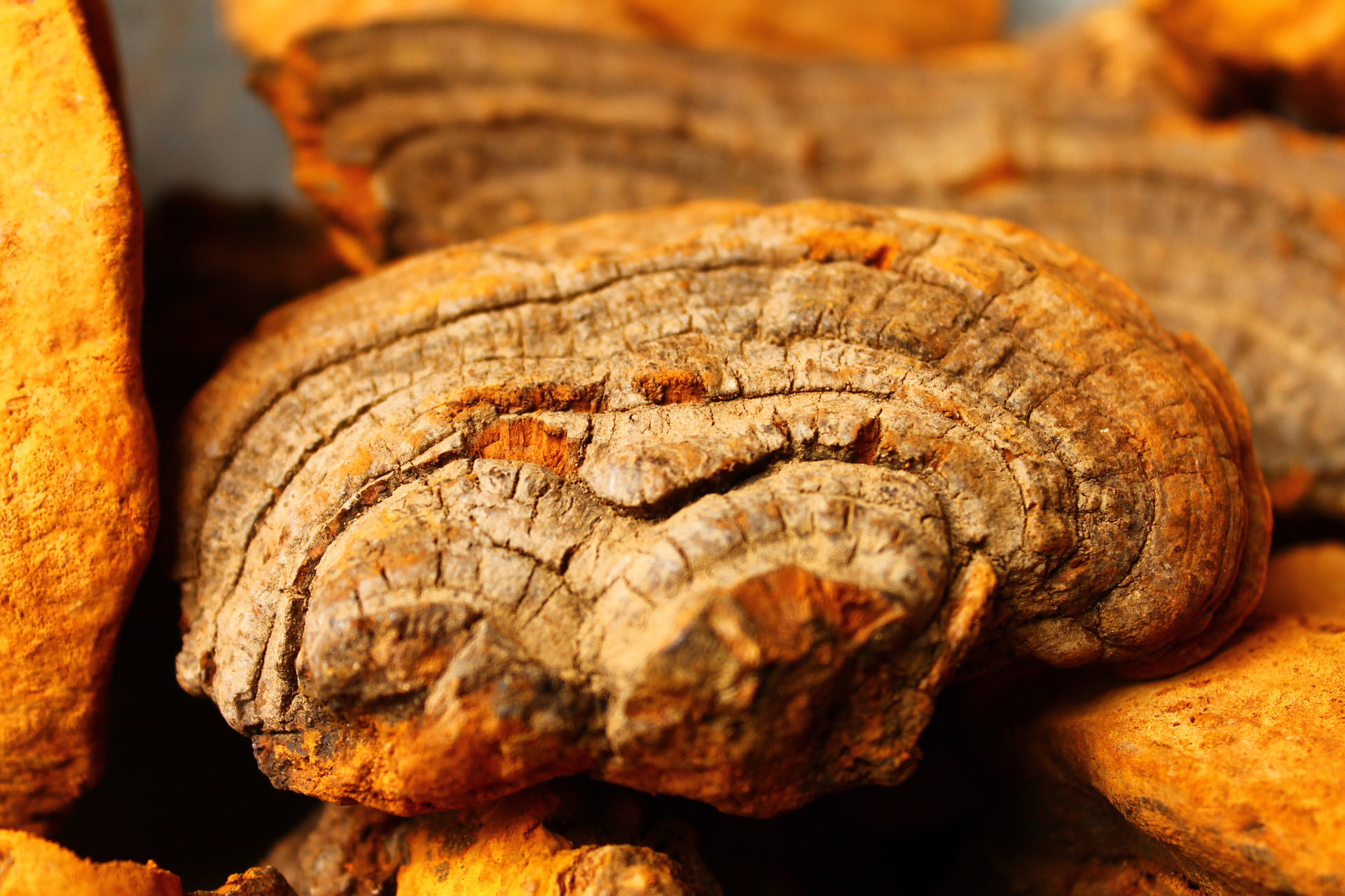 批发野生紫油桑黄 野生灵芝 原产货源 桑树桑黄 暴马丁香桑.