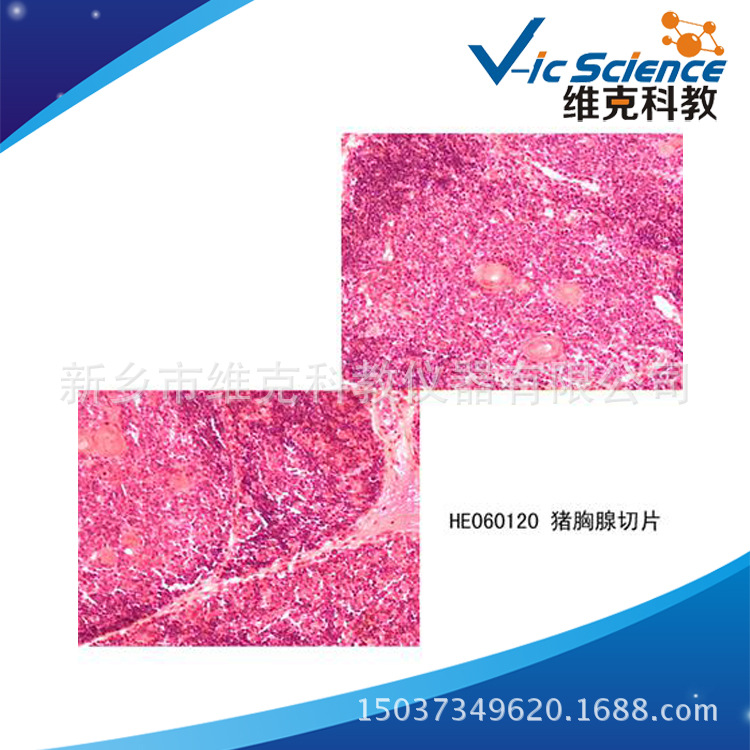 猪胸腺玻片组织学与胚胎学动植物切片标本显微结构观察器材