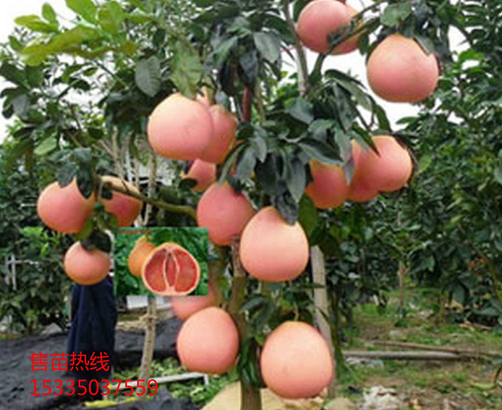 南方果树苗_红肉蜜柚苗批发 三红柚苗 南方果