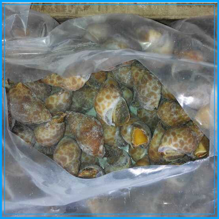 酒店专供 印度黄螺(花螺)海鲜贝类水产批发