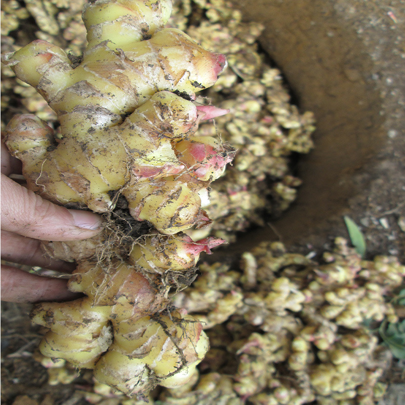 【贵州山地小黄姜】深山自种高山土姜 山坡生态土法窖藏/批发生姜