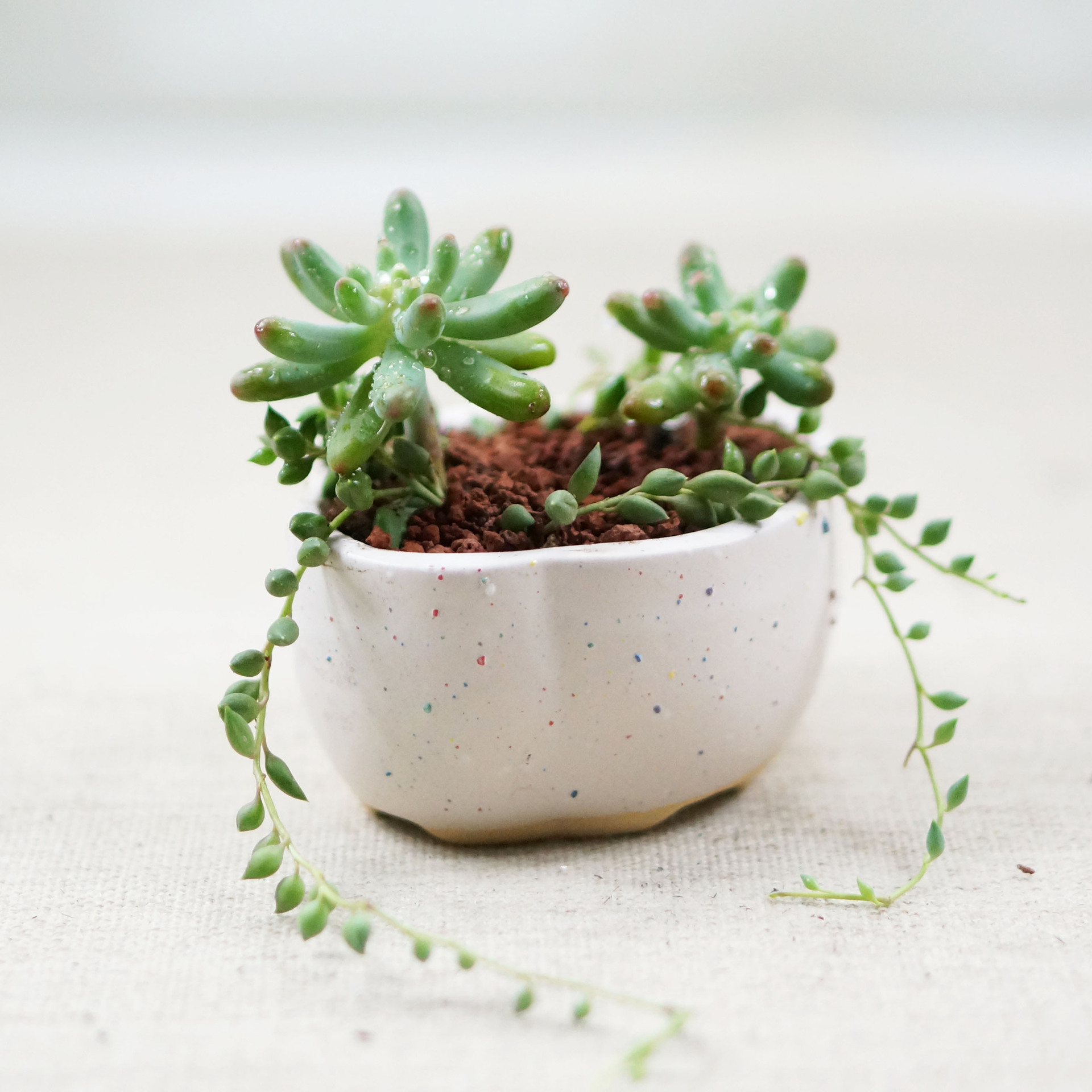 多肉植物花盆窑变流油陶瓷工艺品粗陶迷你花盆复古花盆拇指盆