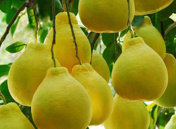 产地优质香柚新鲜甜柚子香脆多汁柚子