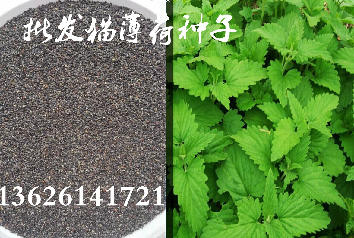 批发薄荷种子 猫薄荷 牛奶香薄荷 薄荷籽13626141721【精品】