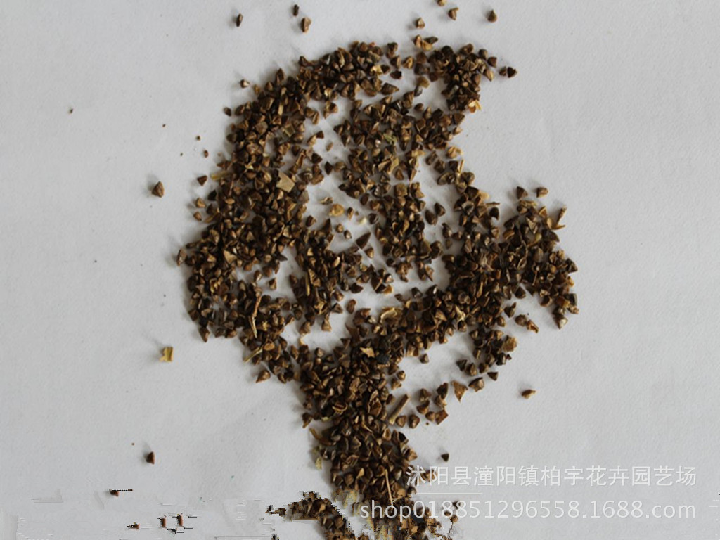 美国红火箭速生紫薇种子红花紫薇火球红紫薇种子百日红四季可播种