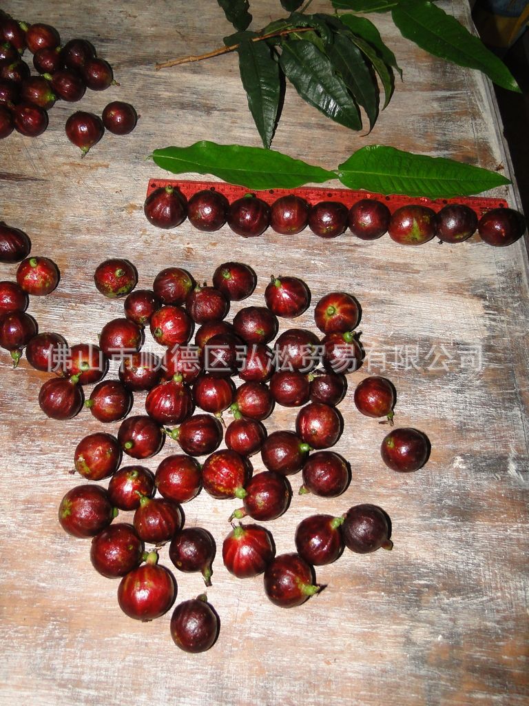 桃形大果红果嘉宝果树葡萄桃形红果嘉宝果