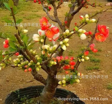 批发高档海棠盆景 海棠苗 带花苞 室内专用高档盆栽量大价优