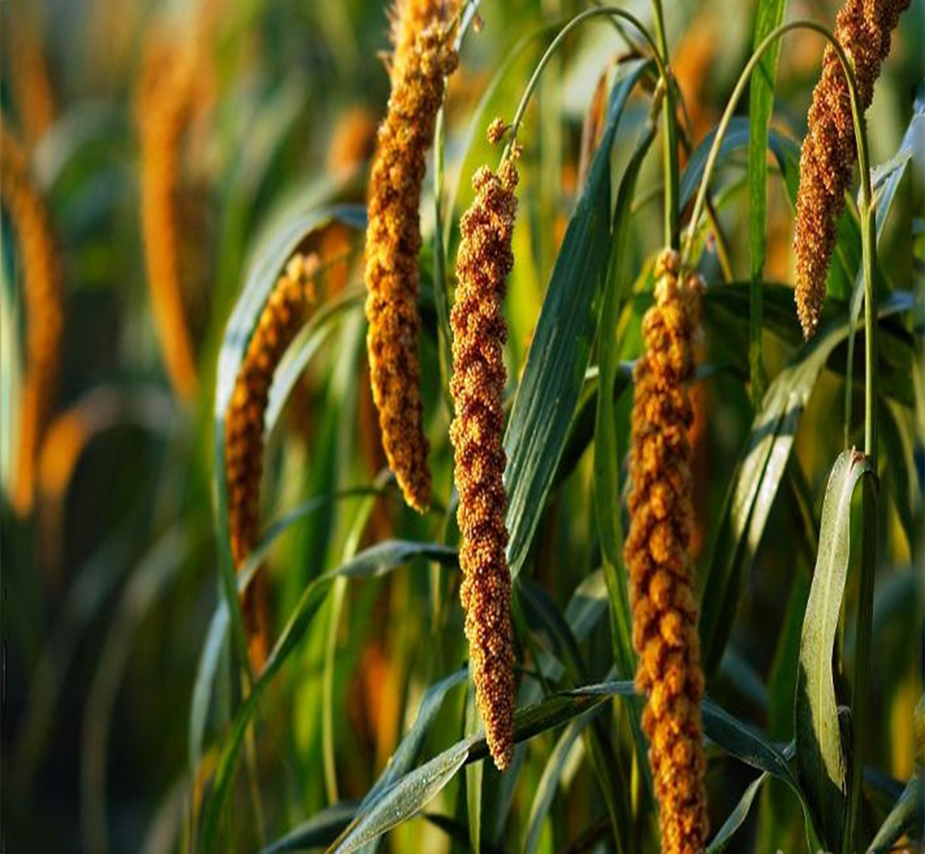 谷子 农家小米 甘谷特产 农家秋韵 袋装 750g