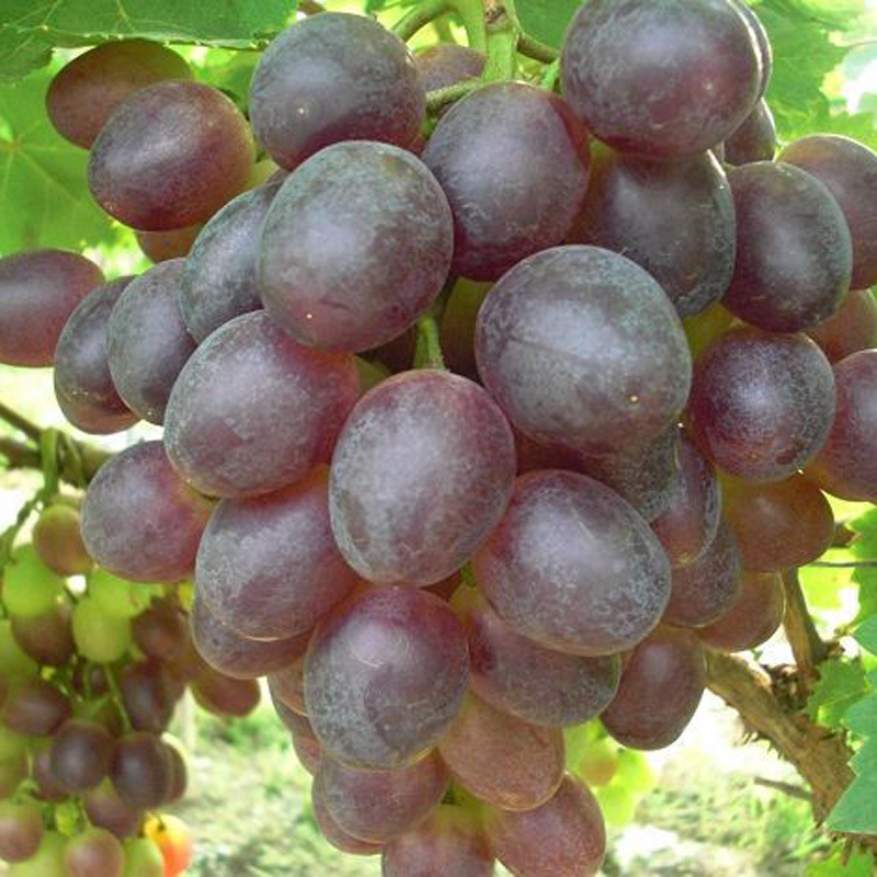 【供应】紫地球葡萄苗质量高纯度高0.5以上一级葡萄苗优质紫地球