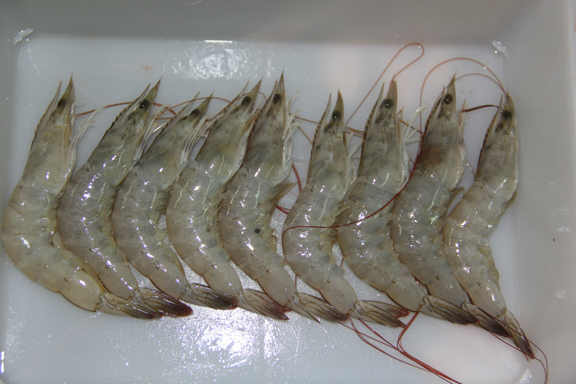 2016年新收南美白连头虾 活冻青虾125条 托盘装连头虾 工厂直销-中国