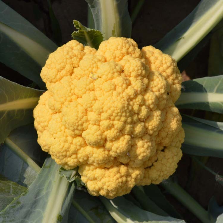 荷兰进口黄色菜花西兰花花椰菜种子 改良艾玛花菜原包装3克种子