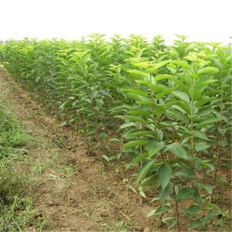 什么品种樱桃苗_车厘子樱桃苗 什么品种好吃 