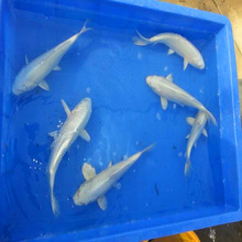 25~30cm规格优质白金锦鲤银白色锦鲤日本白金锦鲤观赏鱼活体批发