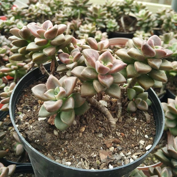 多肉植物 景天科 风车草属 玲珑植物 【姬胧月老桩】4-7头