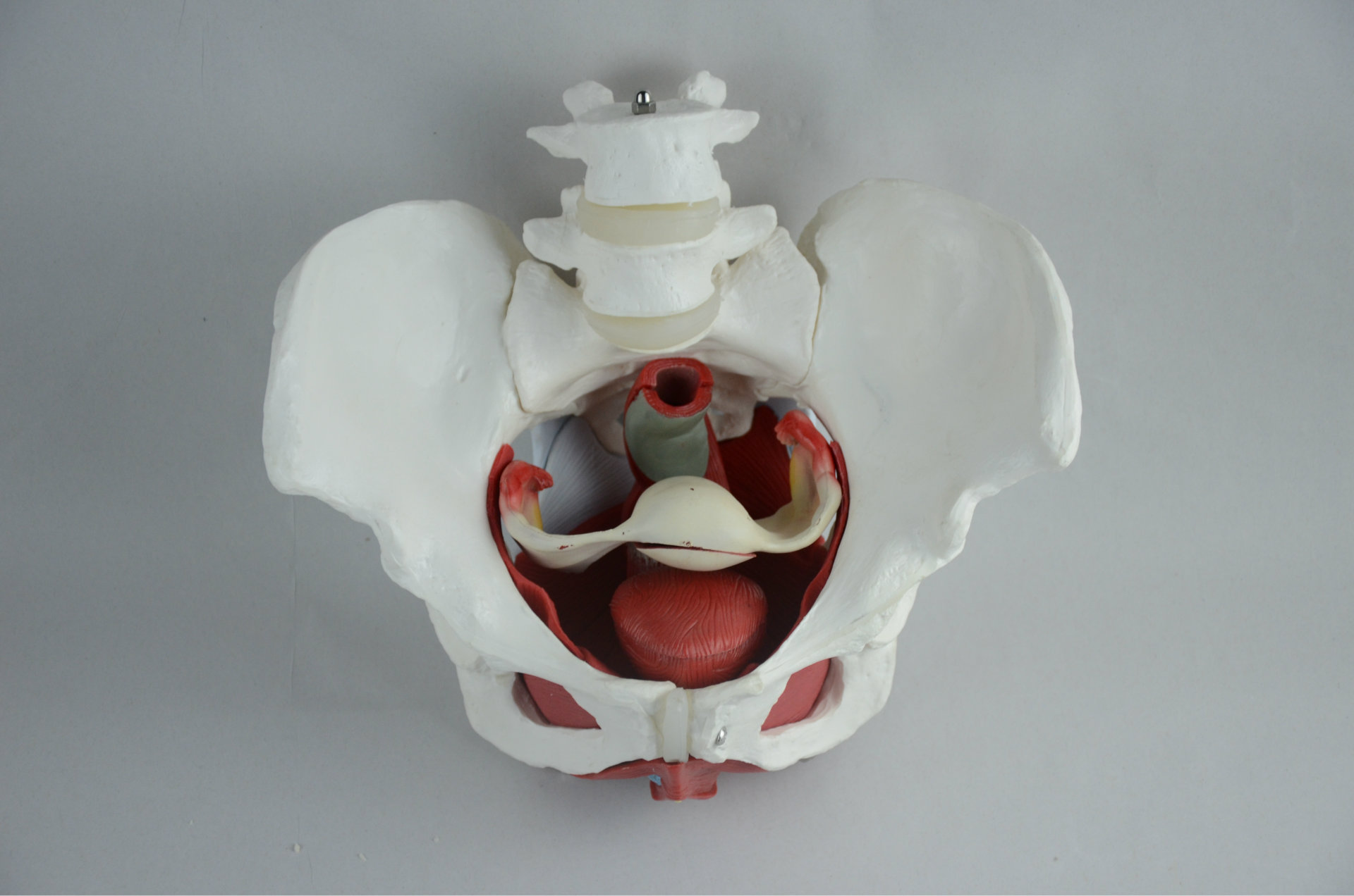 女性骨盆带盆底肌模型 女性盆腔结构 膀胱盆底肌肉模型 二节腰椎