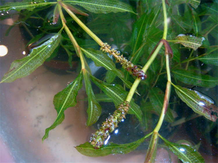 批发水生植物眼子菜沉水植物