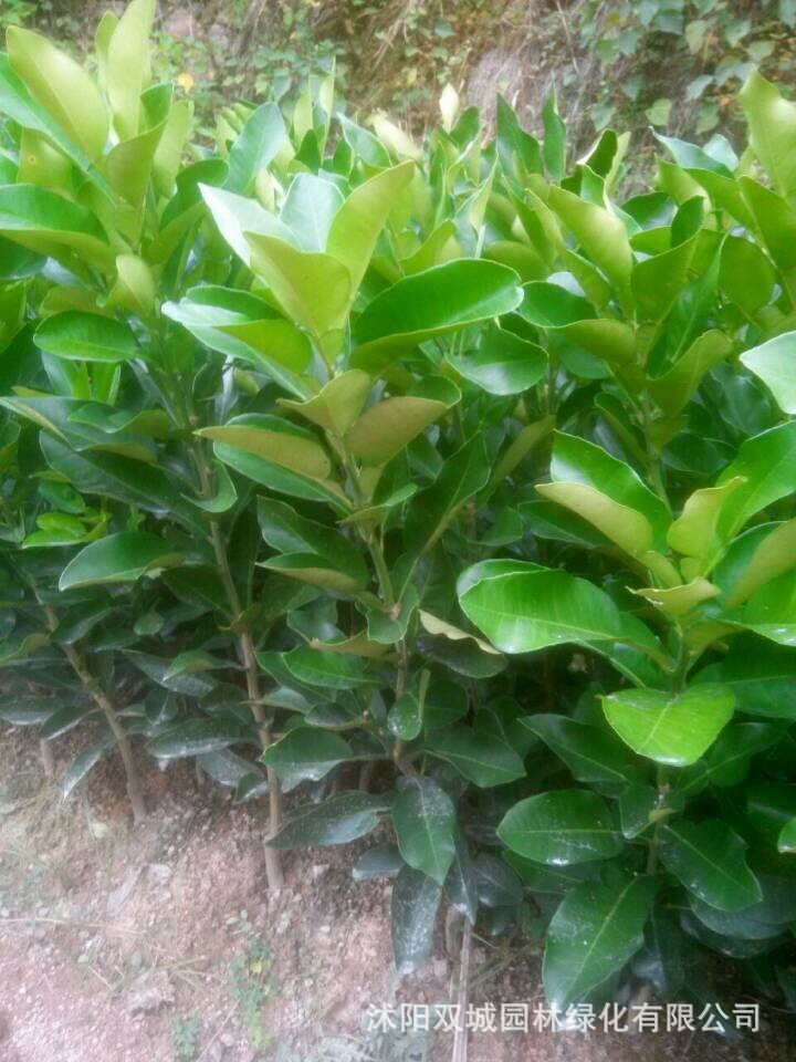 批发1-5年嫁接玉环文旦柚子 苗厂家直销专业培育保质