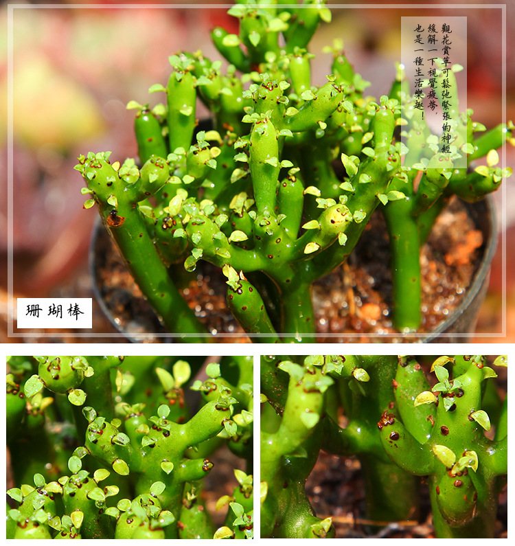 珊瑚棒 可爱多肉植物 净化空气防辐射 办公室家居微景观摆件.