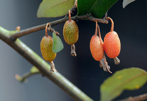 牛奶子提取物/剪子果/甜枣提取物 森冉生物厂家热销