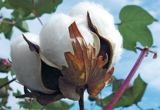 现货大量供应 优质天然棉花 皮棉 长绒棉 细绒棉
