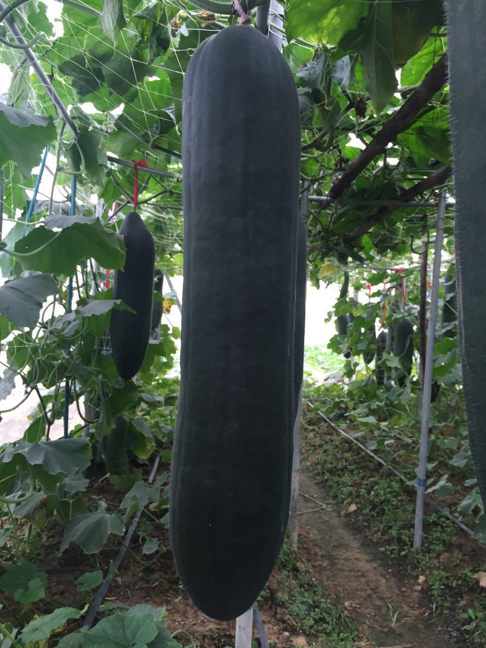 生产厂家直销(铁柱999黑皮冬瓜)10克